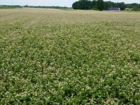 Ekološka kmetija Domen