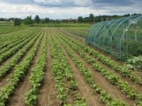 Ekološka kmetija Domen