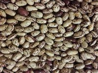 Ekološka kmetija Domen