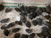 Ekološka kmetija Domen