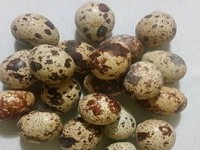 Ekološka kmetija Domen