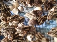 Ekološka kmetija Domen