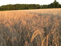 Ekološka kmetija Milan Rus