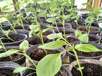 ZRIRAP so.p. Beltinci