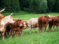 Ekološka kmetija Matej Zadravec