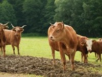 Ekološka kmetija Matej Zadravec