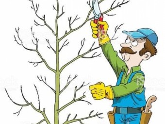 VABLJENI NA PRIKAZ REZI SADNEGA DREVJA V SADJARSTVO MIROSAN!