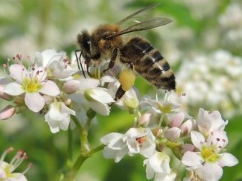 EKO - pridelane moke