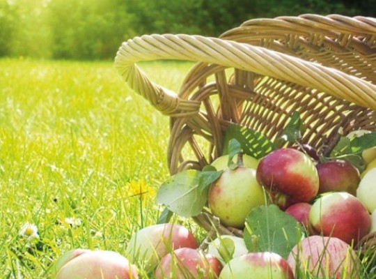 EKO SADJE IN ZELENJAVA